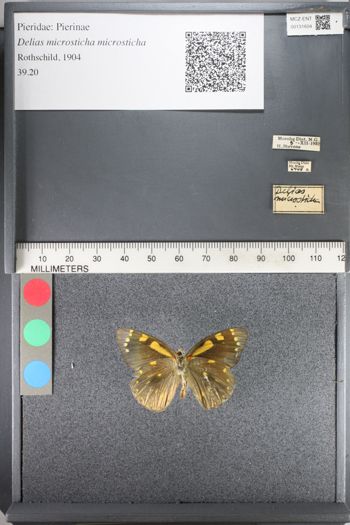 Media type: image;   Entomology 131604